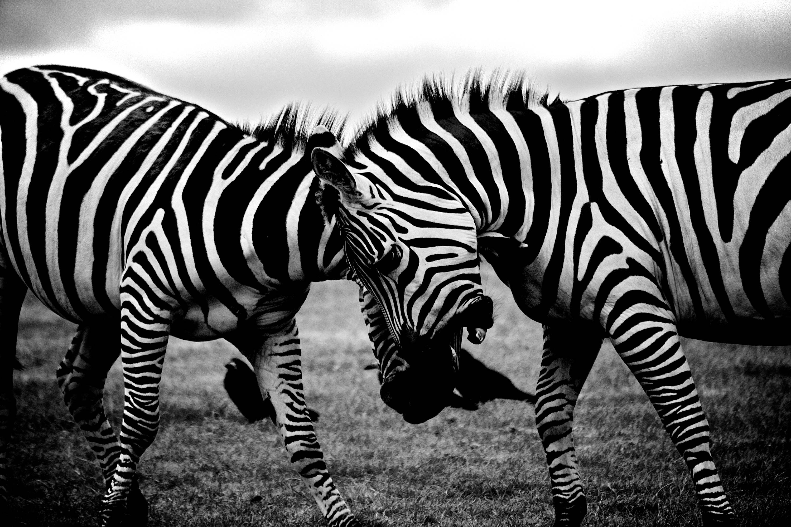 zebra stock image