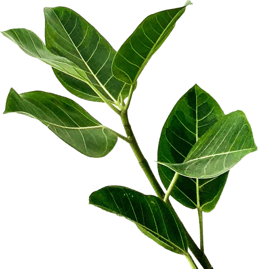 Large Plant