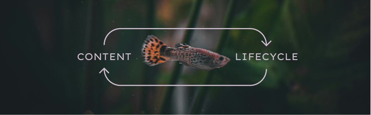 Breaking Down Stages of the Content Lifecycle: A Complete Guide  